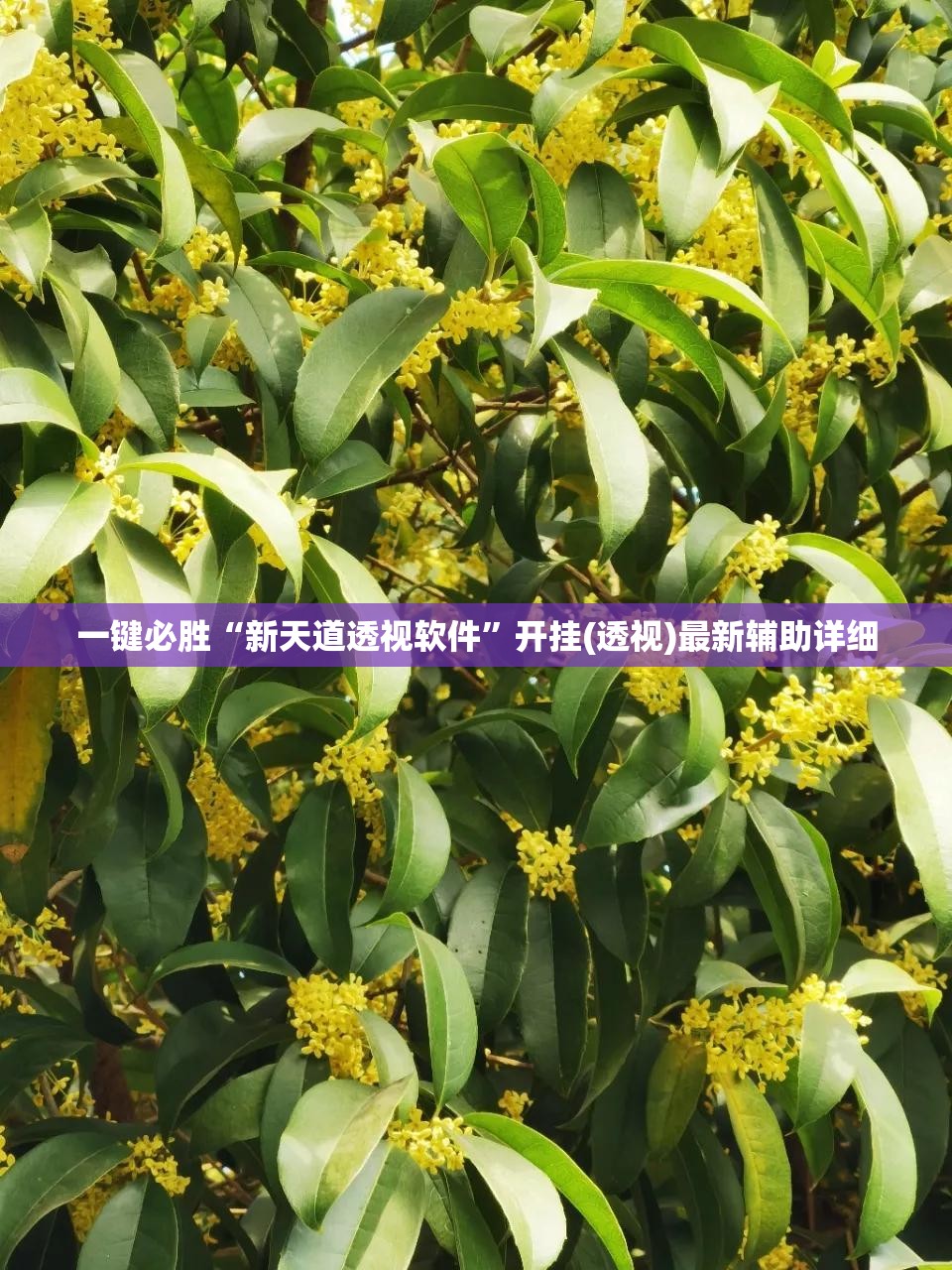 一键必胜“新天道透视软件”开挂(透视)最新辅助详细